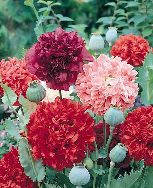 Kyst Alexander Graham Bell Alle Peony Poppy Seeds | Pompom Poppies | Annual Flower Seeds
