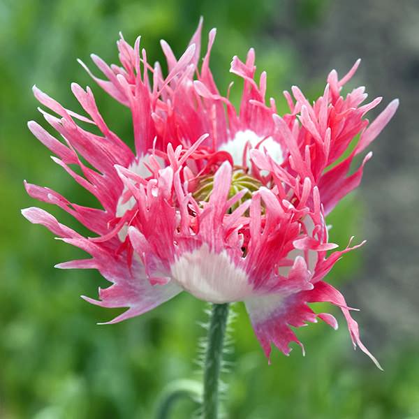hval pludselig innovation Pink Fizz Pompom Poppy Seeds - Annual Flower Seeds