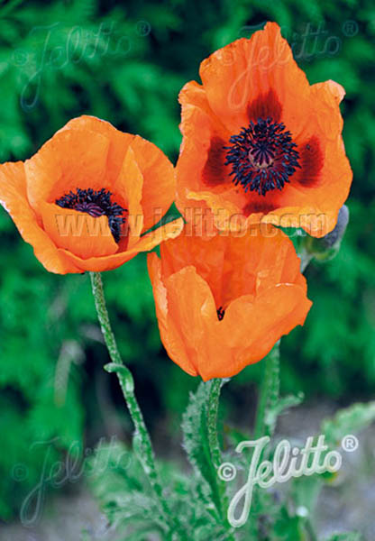 Poppy Prince Of Orange