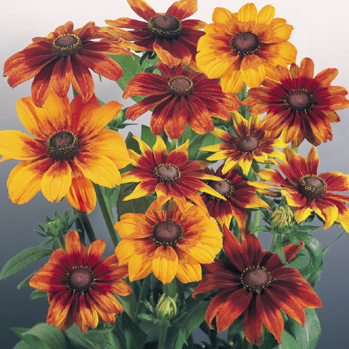 Rudbeckia Flower Seeds: 10 Blacked-eyed Susans - Annual Flowers