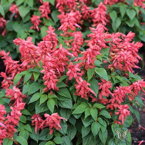 Salvia Estella Coral