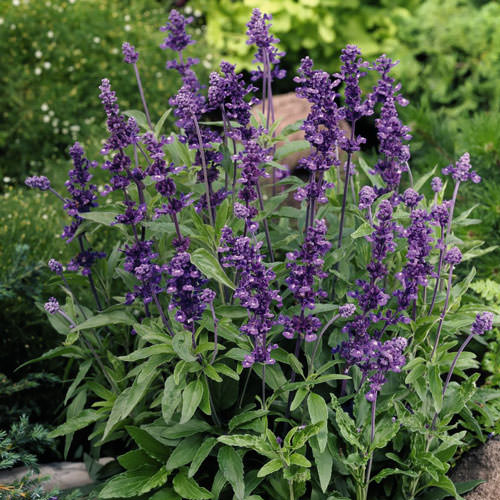 Salvia Seeds | 12 Salvias | Annual Flower Seeds