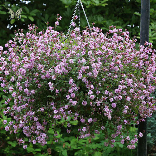 Silene Sibella Lilac