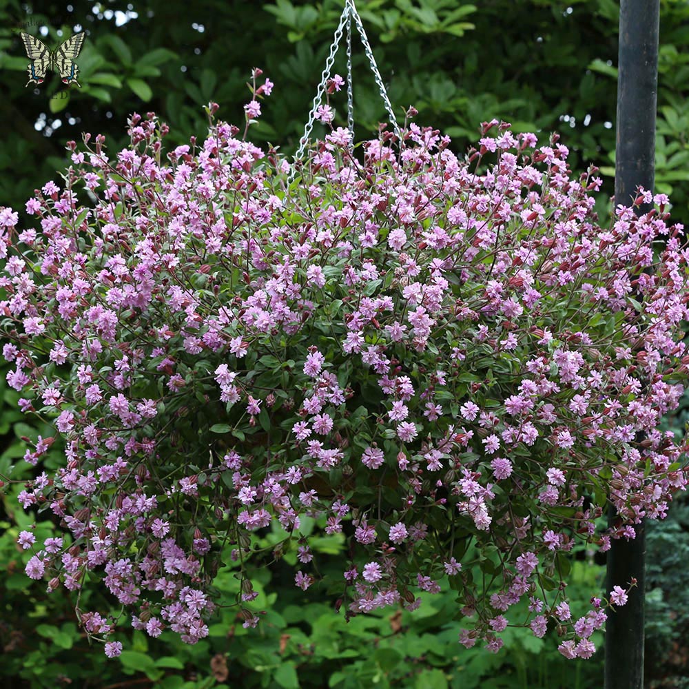 Silene Sibella Lilac