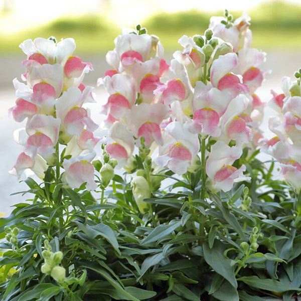 Snapdragon Candy Tops Pink Bicolor