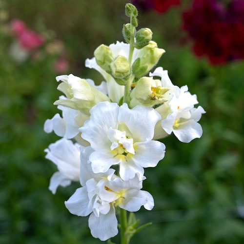 Snapdragon Madame Butterfly Ivory