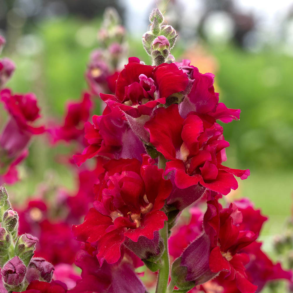 Snapdragon Madame Butterfly Red