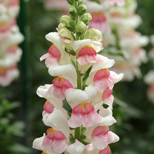 Snapdragon Potomac Appleblossom