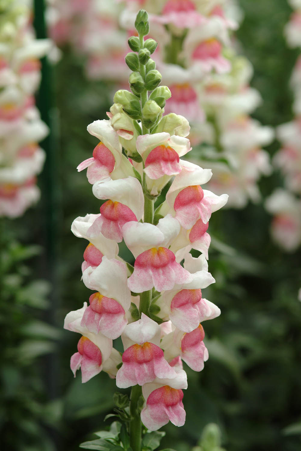 Snapdragon Potomac Appleblossom