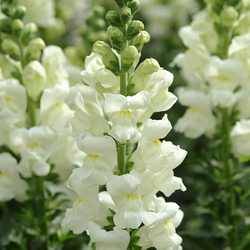 Snapdragon Potomac Ivory White