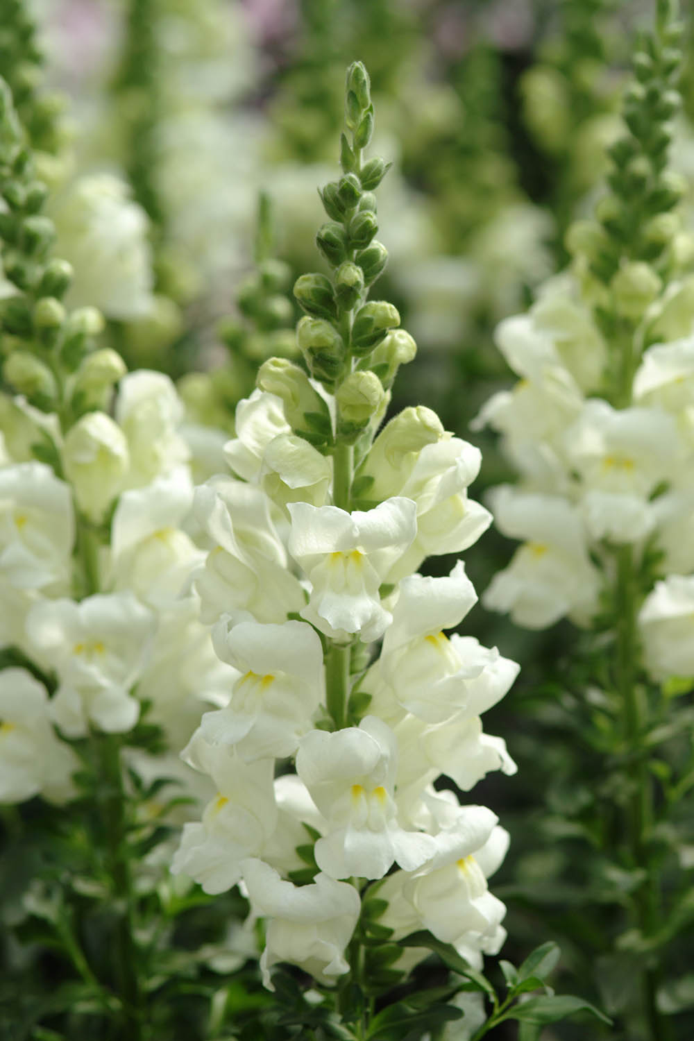 Snapdragon Potomac Ivory White