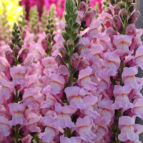 Snapdragon Potomac Lavender