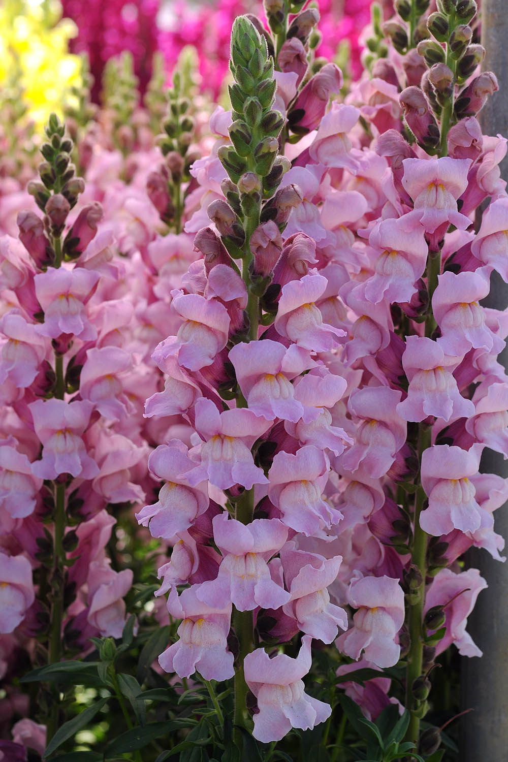 Snapdragon Potomac Lavender