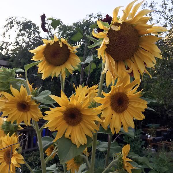 Sunflower Seeds Flower Seed Annual Flowers