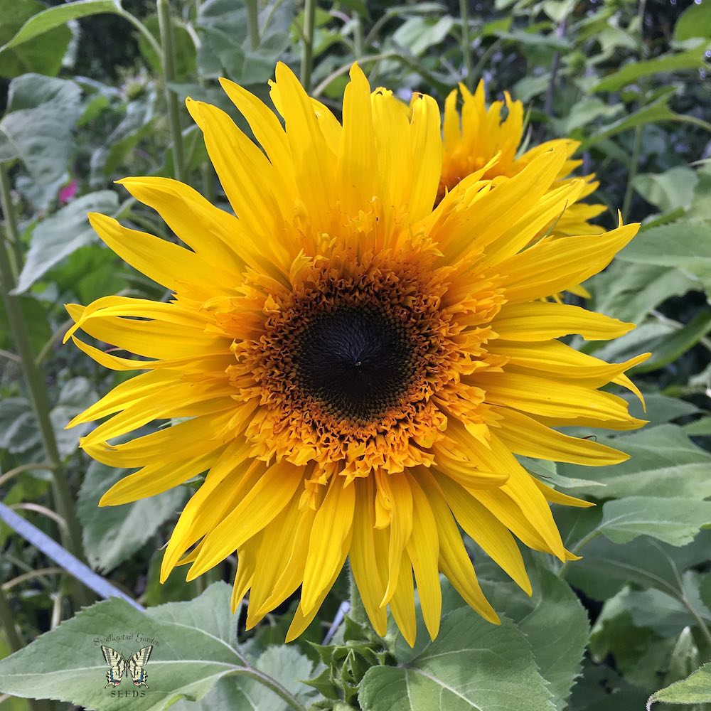 Baby Bear Sunflower Seeds - Annual Flower Seeds