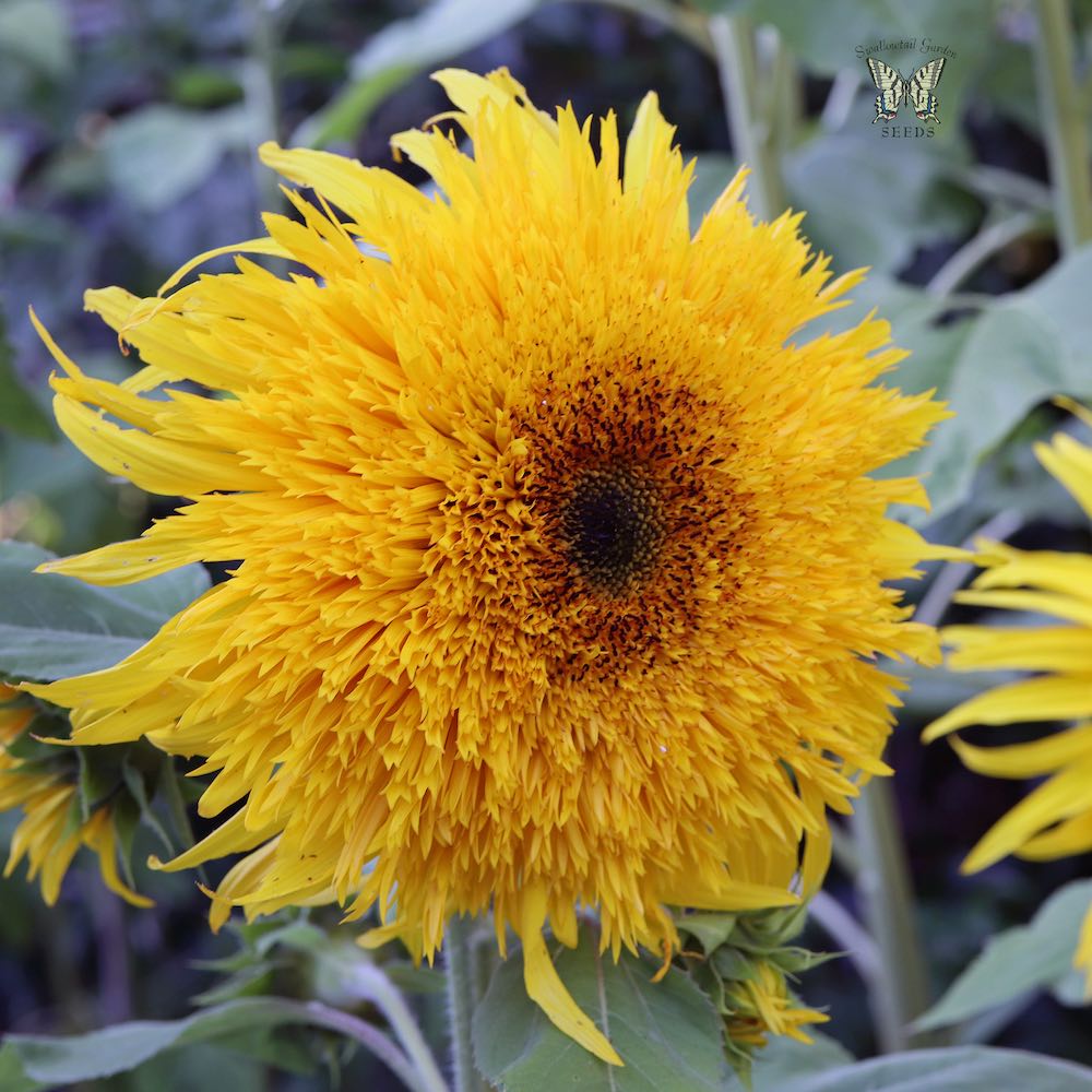 Baby Bear Sunflower Seeds - Annual Flower Seeds