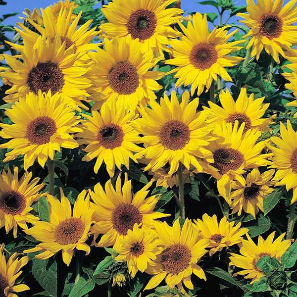 Sunflower Seeds: Flower Seed | Annual Flowers