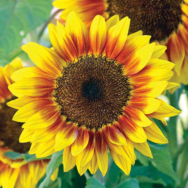 Sunflower Seeds: Flower Seed | Annual Flowers