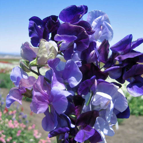 Sweet Pea Blue Reflections