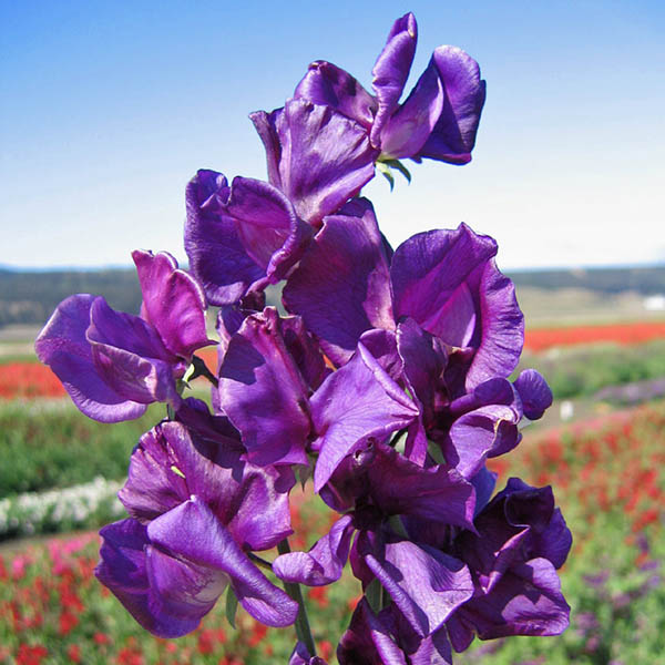 Sweet Pea Blue Velvet