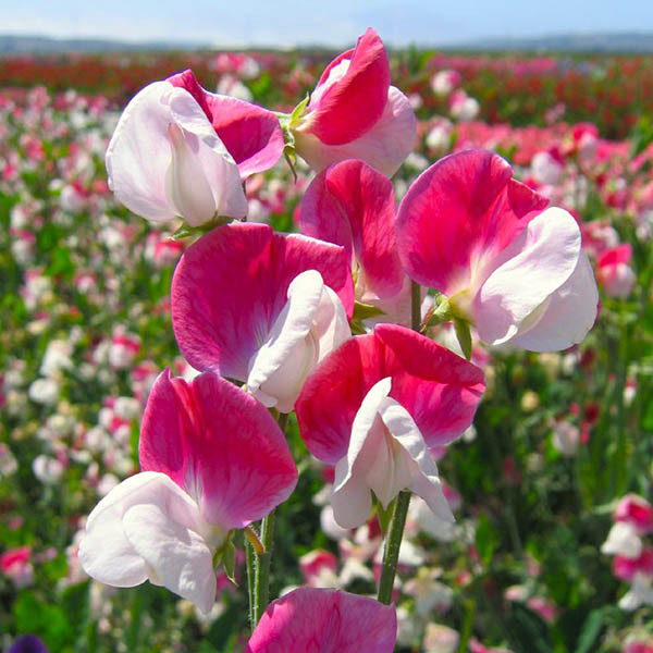 Sweet Pea Painted Lady