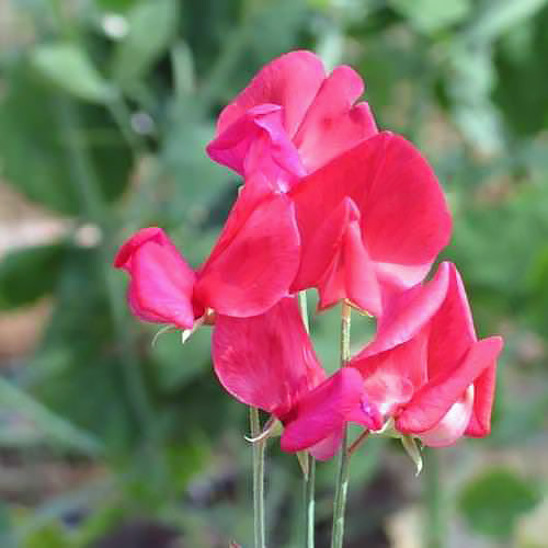 Sweet Peas Seeds - 23 Sweet Pea vines - Swallowtail Garden Seeds