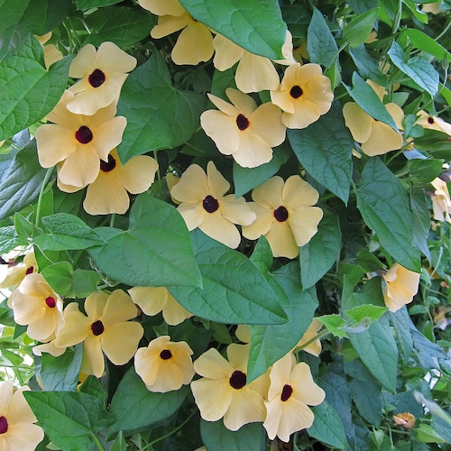 Black Eyed Susan Vine Amber Eyes