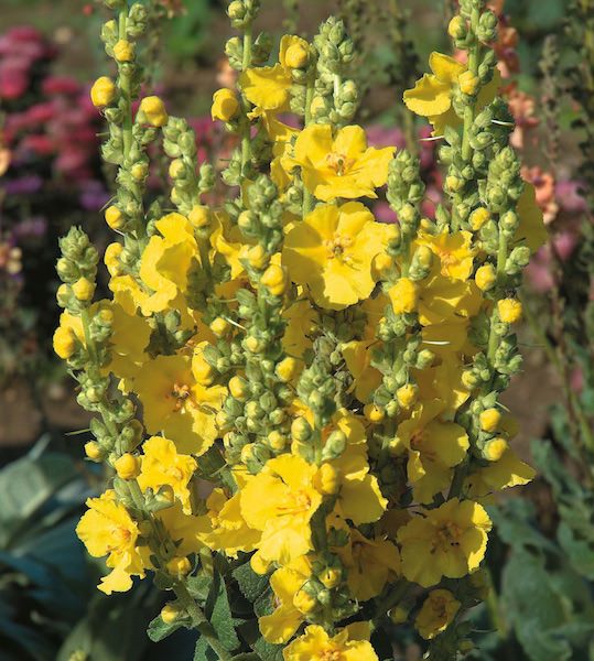 Verbascum Seeds | 4 Verbascums | Perennial Flower Seeds