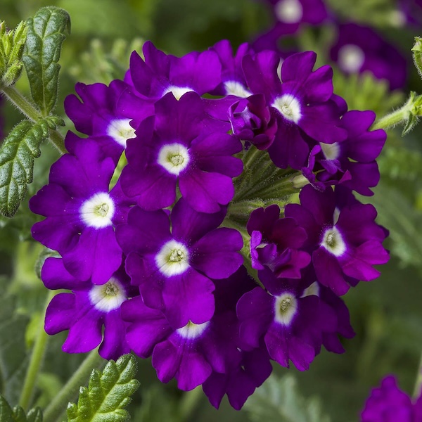 Obsession Cascade Purple Shades with Eye trailing verbena seeds