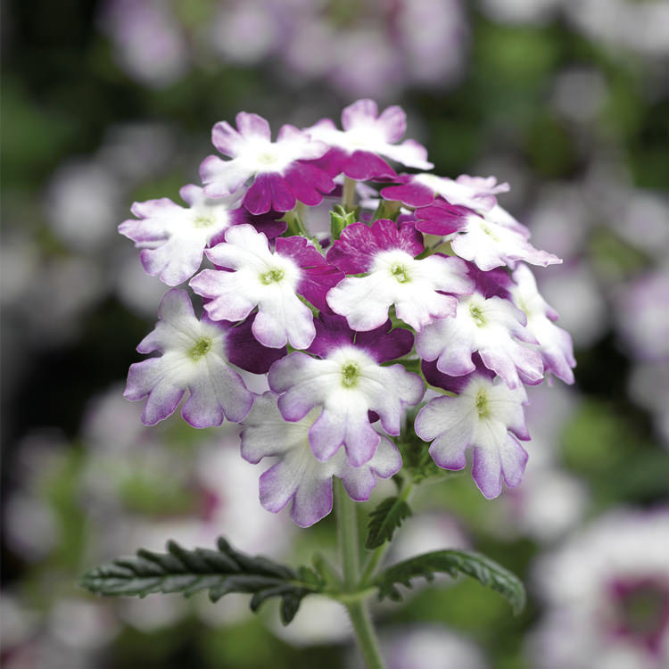 Known You Flower Seeds (F-630 Verbena)
