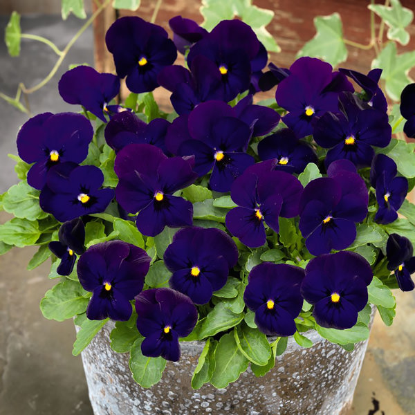 Viola Seeds - 22 Violas - Annual Flower Seeds - S.G.S.