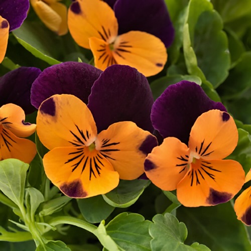 Viola Admire Orange Purple Wing