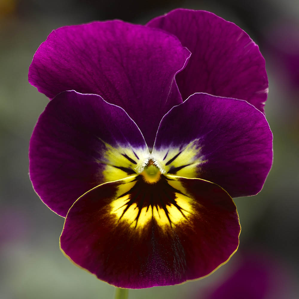 Viola Penny Violet Tiger Face