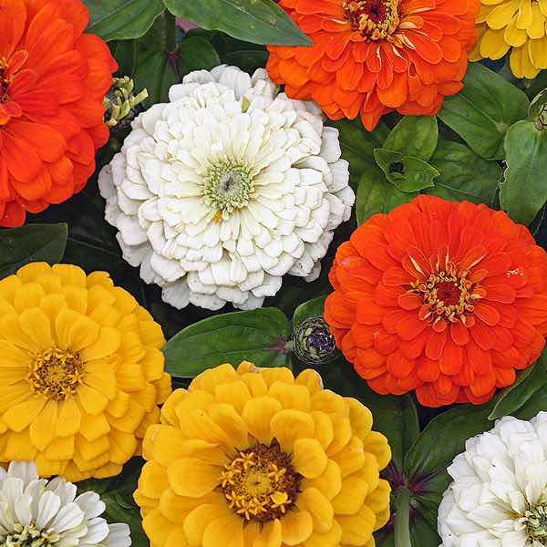 Zinnia Seeds - 116 Zinnias - Huge Selection Of Annual Flower Seeds