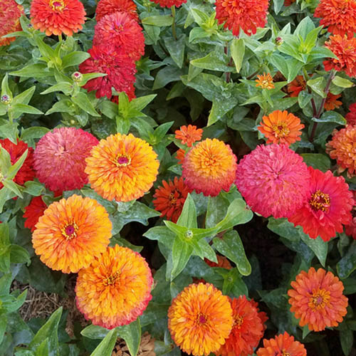 Zinnia Magic Bus