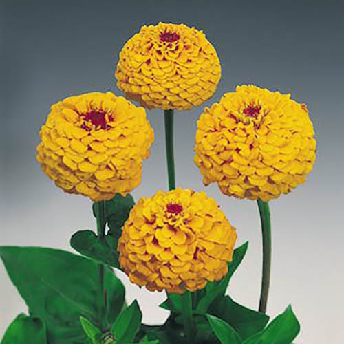 Zinnia Oklahoma Golden Yellow