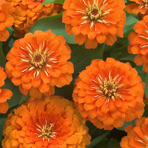 Zinnia Preciosa Orange