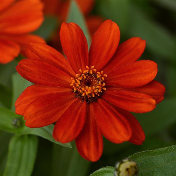 Zinnia Seeds - 121 Top Zinnias - Annual Flower Seeds - S.G.S.