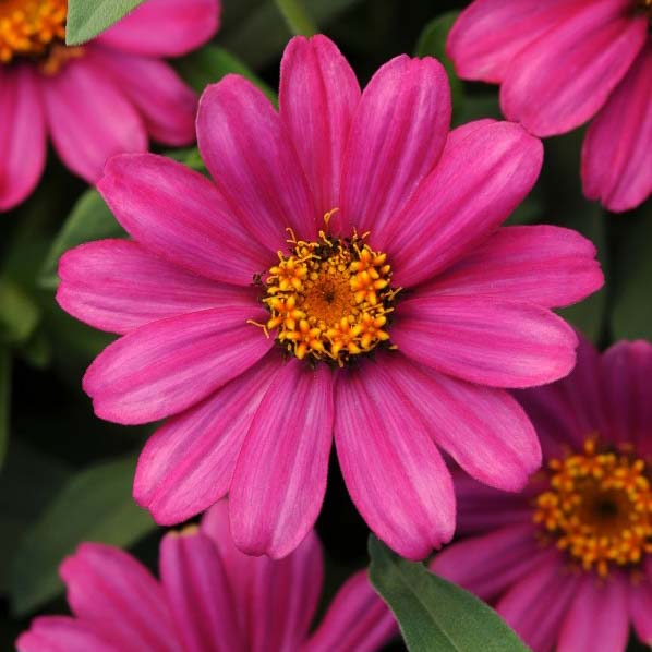 Zinnia Seeds - 117 Zinnias - Huge Selection of Annual Flower Seeds