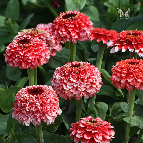 Zinnia Zinderella Fizz