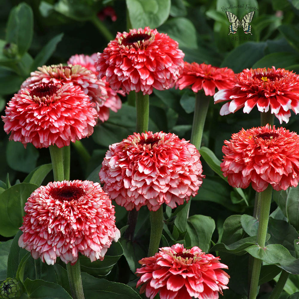 Zinnia Zinderella Fizz