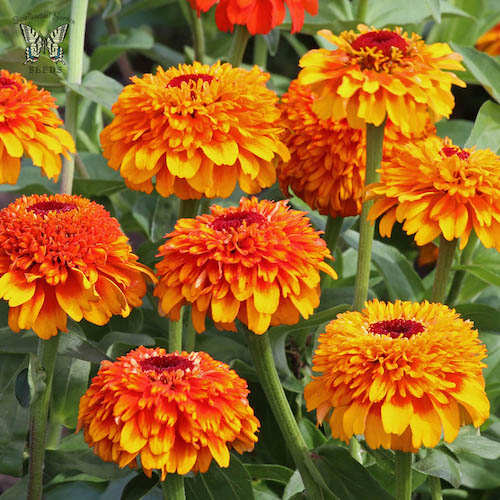 Zinnia Zinderella Zest