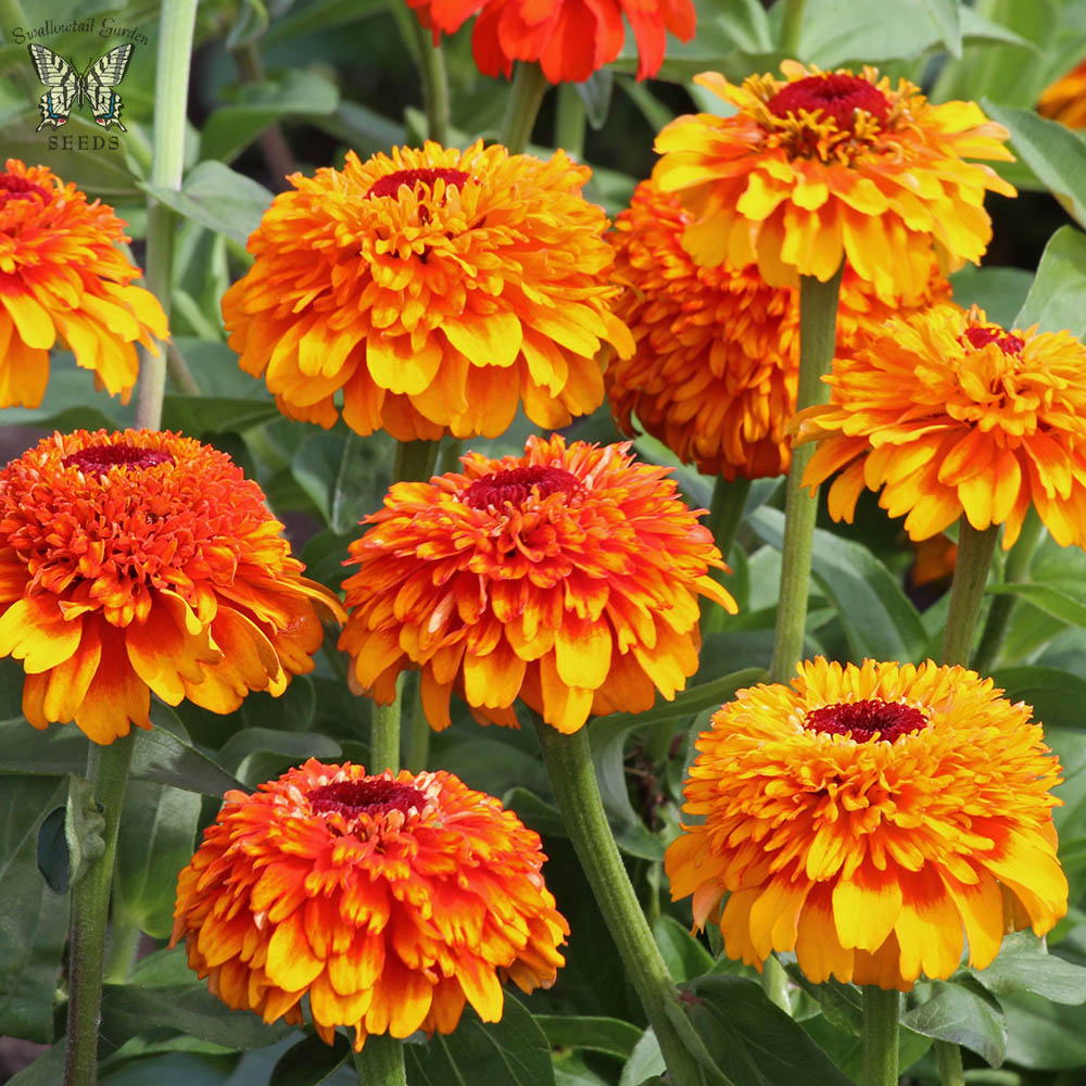 Zinnia Zinderella Zest