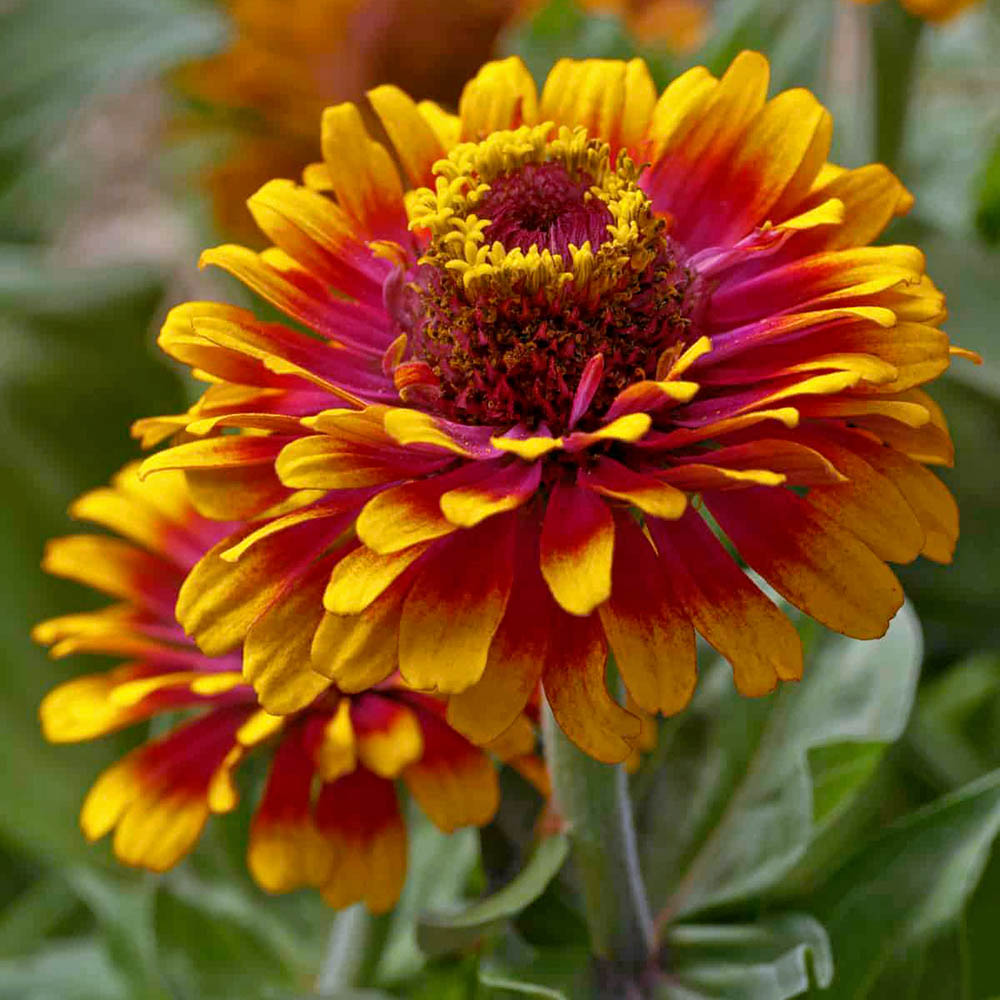 Zinnia Zowie Yellow Flame