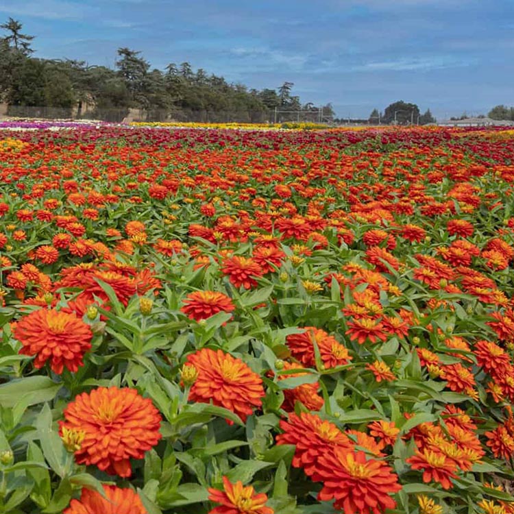 Zinnia Zydeco Fire Field of Flowers