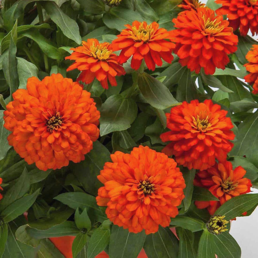 Zinnia Zydeco Fire