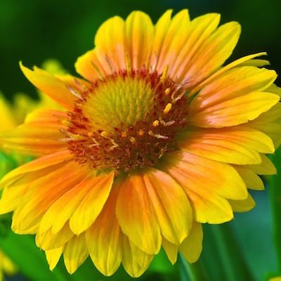 Dwarf gaillardia discount