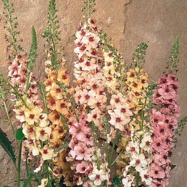 Southern Charm Verbascum Flowers