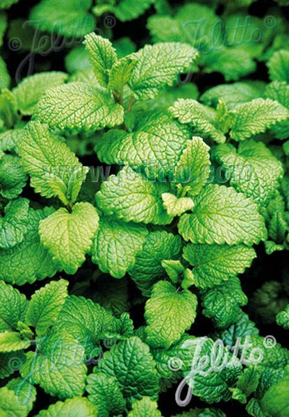 Lemon Balm Lemona