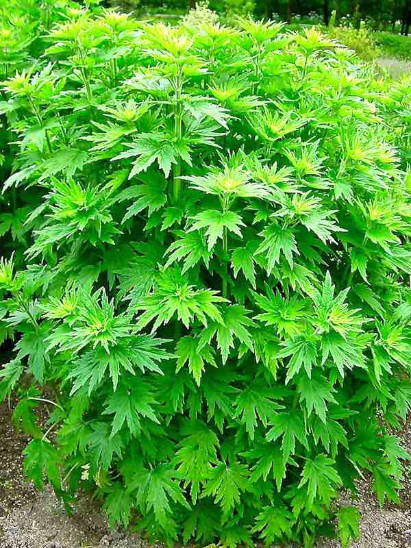 Motherwort Seeds for sale  2 Leonurus  Herb Garden Seeds